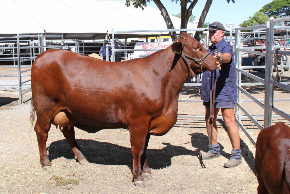 John McCarthy of Rosehill Santa Gertrudis Stud with Rosehill Q85, the Reserve Senior Champion in the female category.