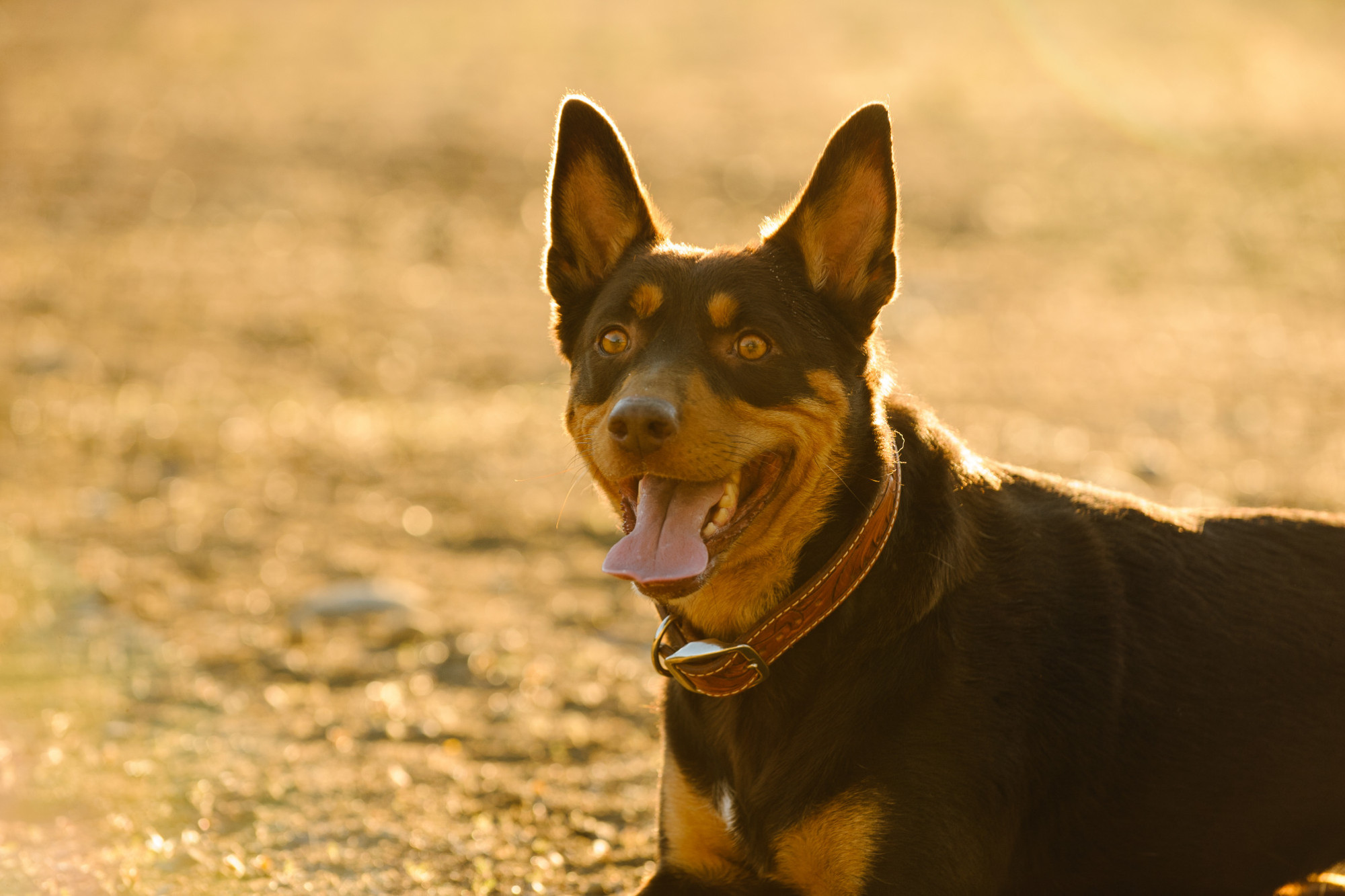 Allora to host National Kelpie Field Trial - feature photo