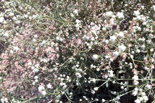 Be on the lookout for this weed, Parthenium.