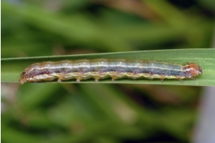 Insecticide differences in fall armyworm - feature photo