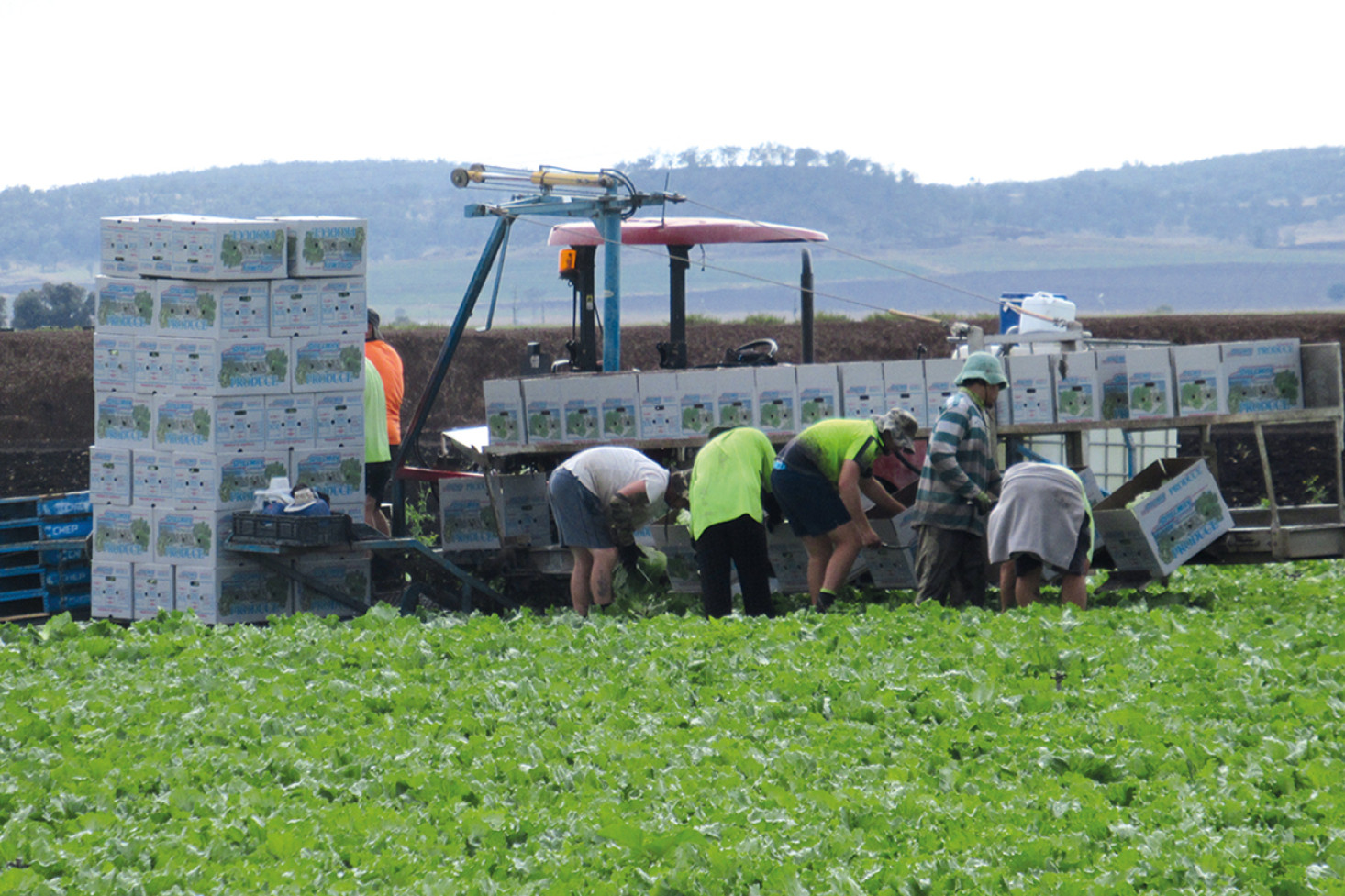 Busy farm workers near Allora.
