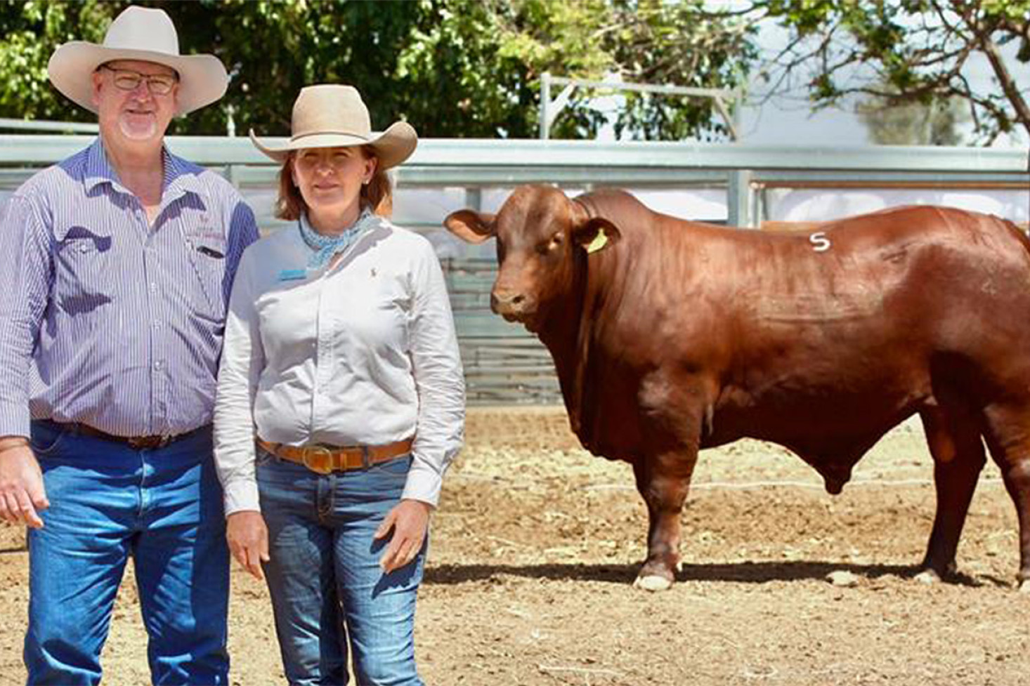 NIOA Santa Gertrudis General Manager Shannon Gardner and Jamar Stud’s Louise Prentice with the sale-topping Lot 5 bull Jamar Valentino V06 (P).