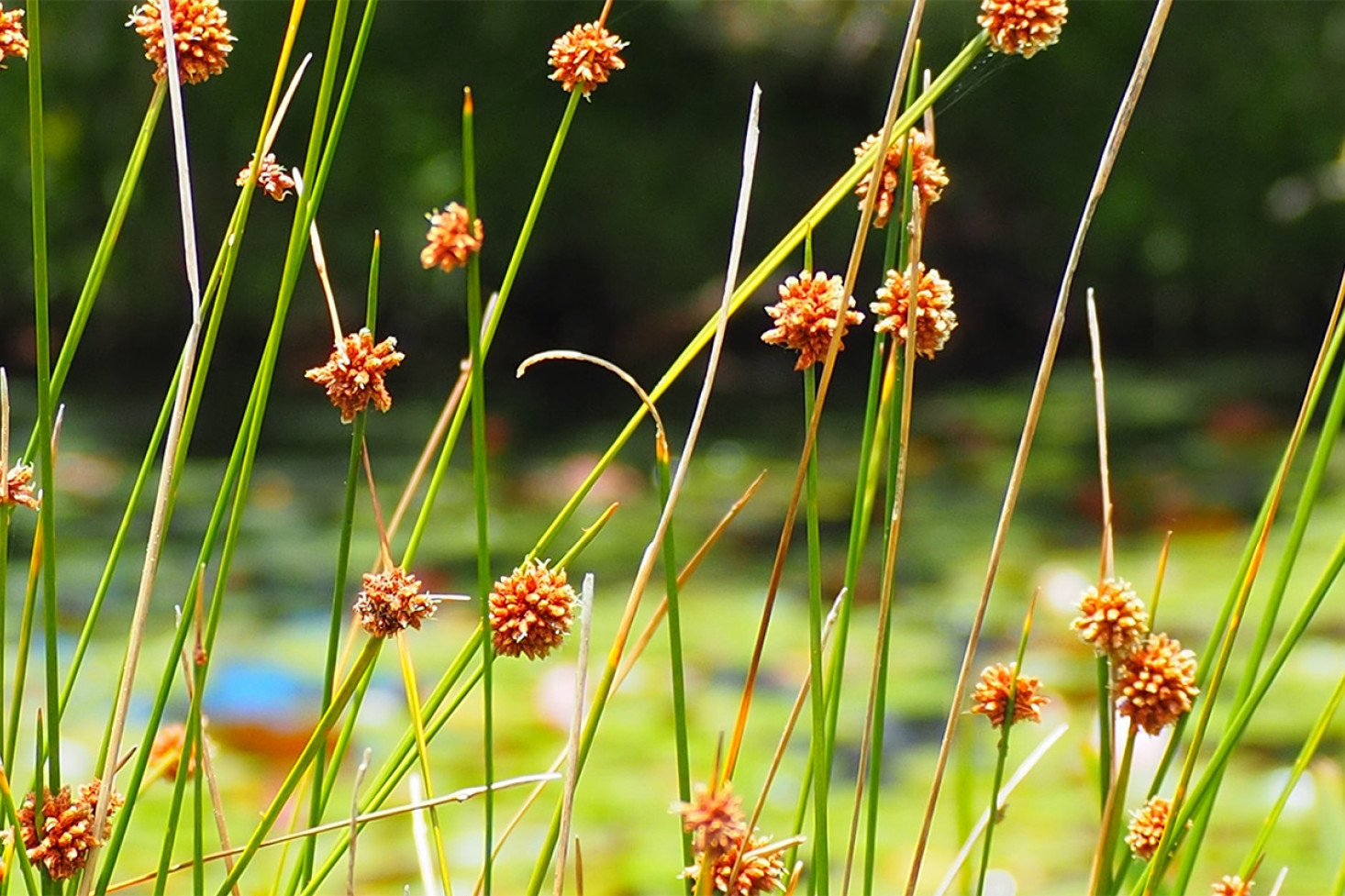 Tryg commented: “This is layered storytelling at its best. “The context-rich and complementary layers in the story lets our eyes travel to the lovely bokeh in the background,” Tryg said. ‘’By the Lake’’ earned Sally an Honour.