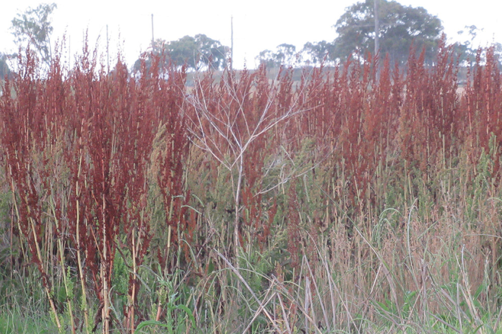 A Weed That Is Prevalent On The Darling Downs - feature photo