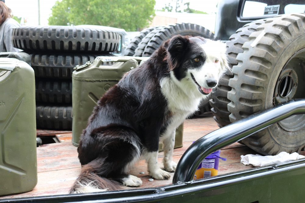 Canine inspection program in Wyreema seeing positive results - feature photo