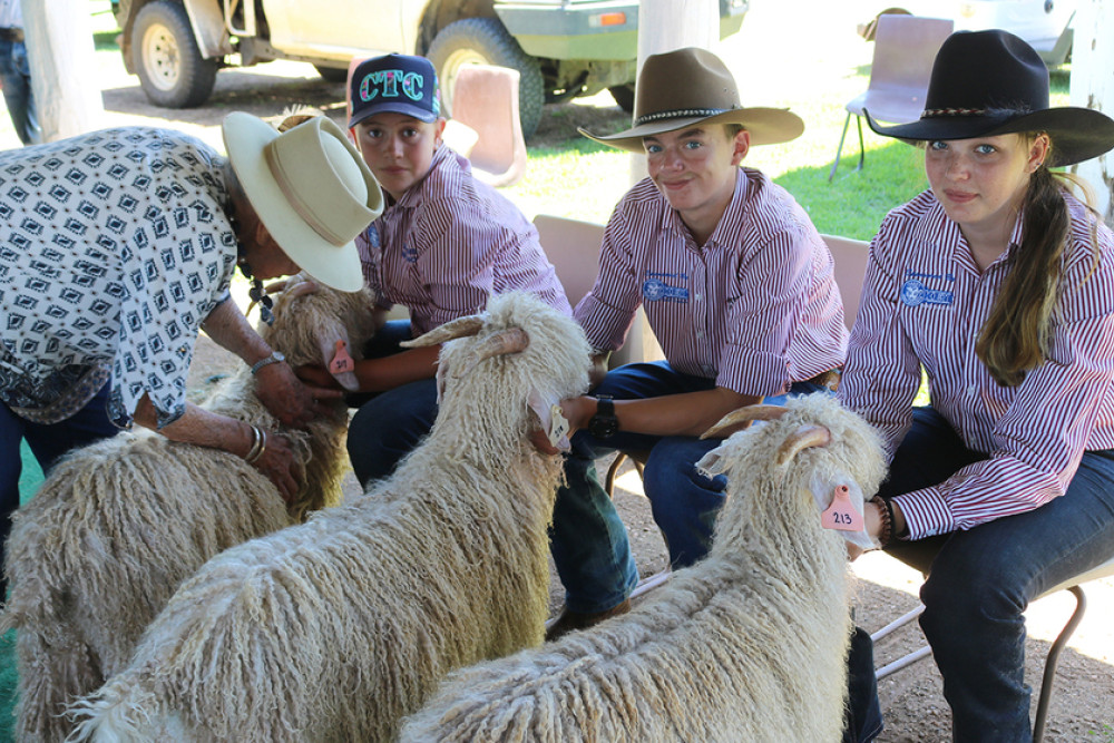 ABOVE: A pack of angoras are judged with students waiting patiently.