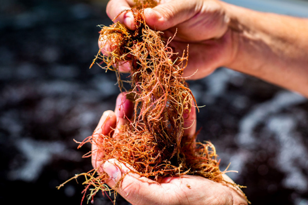 Seaweed feedlot supplement a step towards carbon neutrality - feature photo