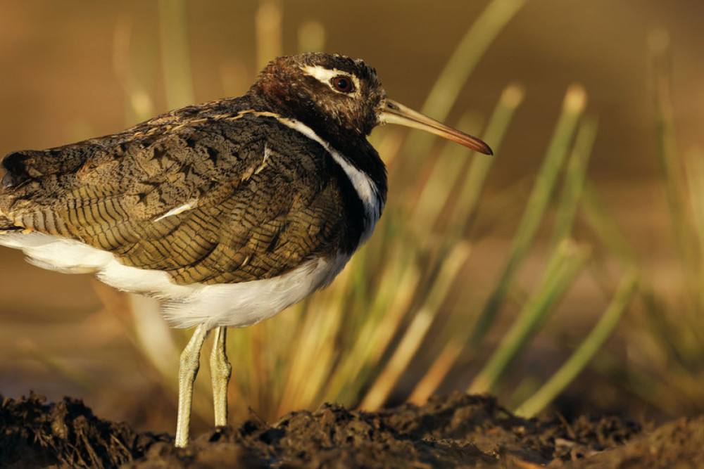 The Australian Painted Snipe spotted near Yelarbon. Photo, Ausecology