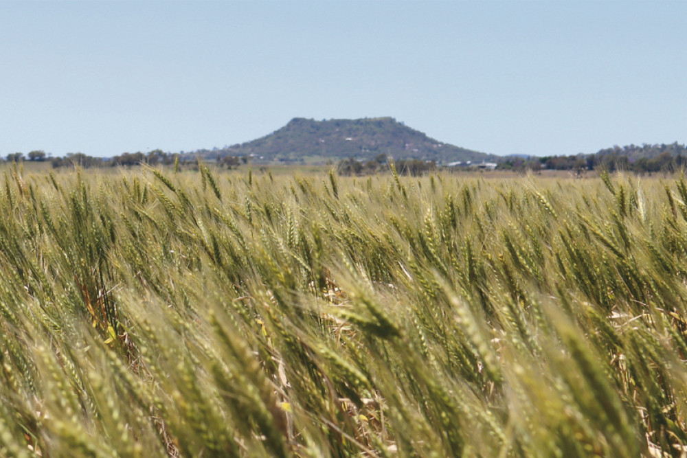 Just over 10 per cent of Queensland's barley is grown in the Jondaryan stastistical area, including this magnificent crop at Kingsthorpe.