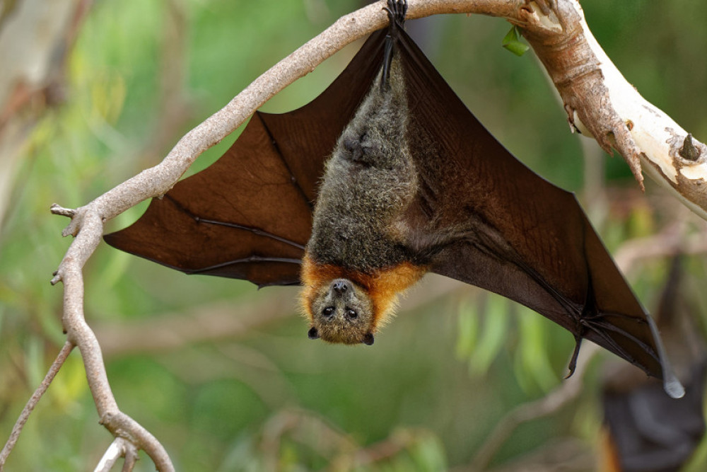 Warning About Handling Bats - feature photo