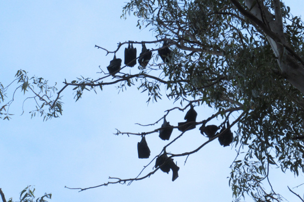 Flying Fox Management Plan For The Region - feature photo