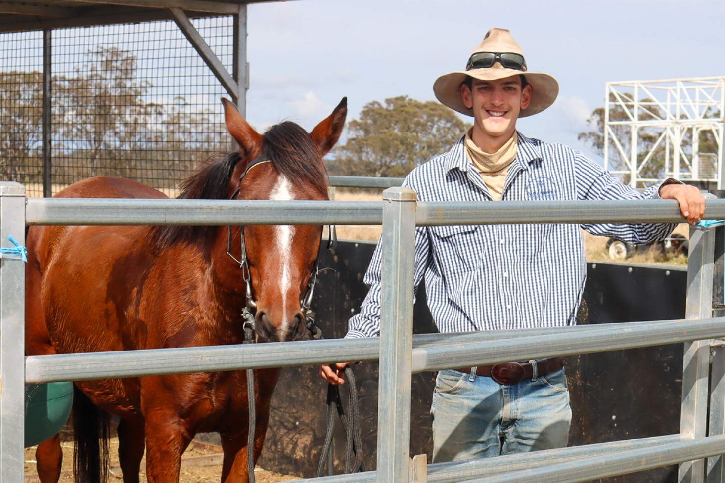 Training Arabian horses for Arabia - feature photo