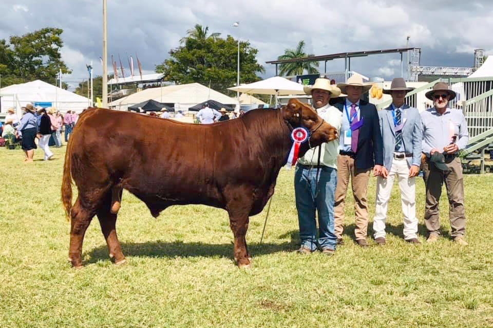 Grand champion bull Benjarra Quality Made.