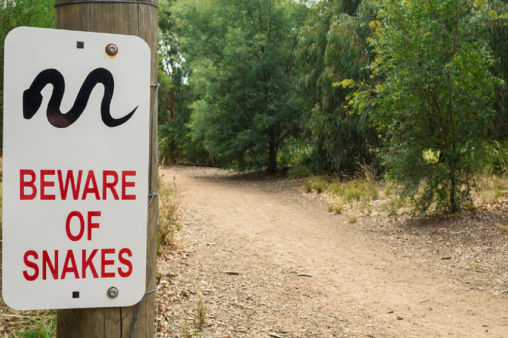 Snake bites rising in Darling Downs - feature photo