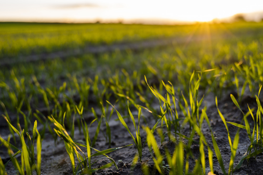 Winter crop planting set to boom - feature photo