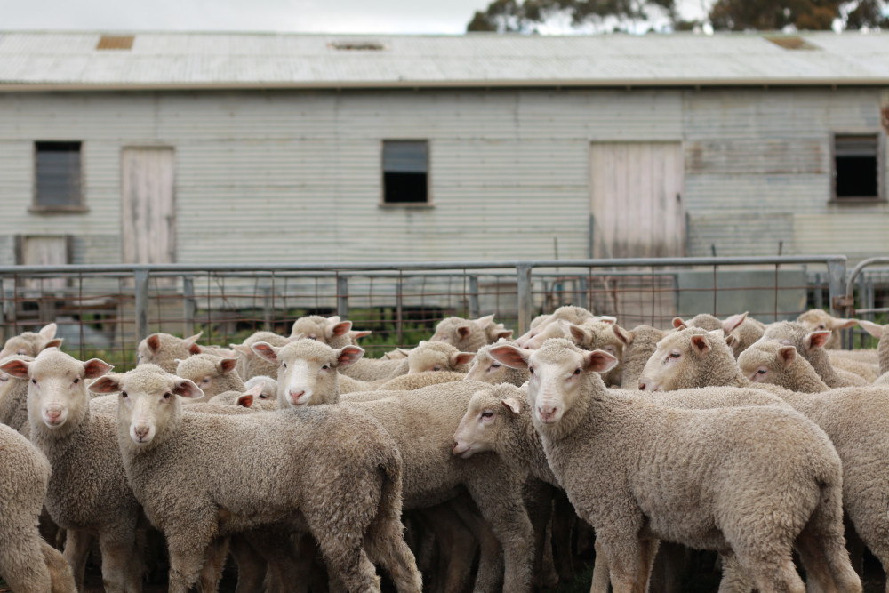 Sheep and goat meat industry to see growth - feature photo