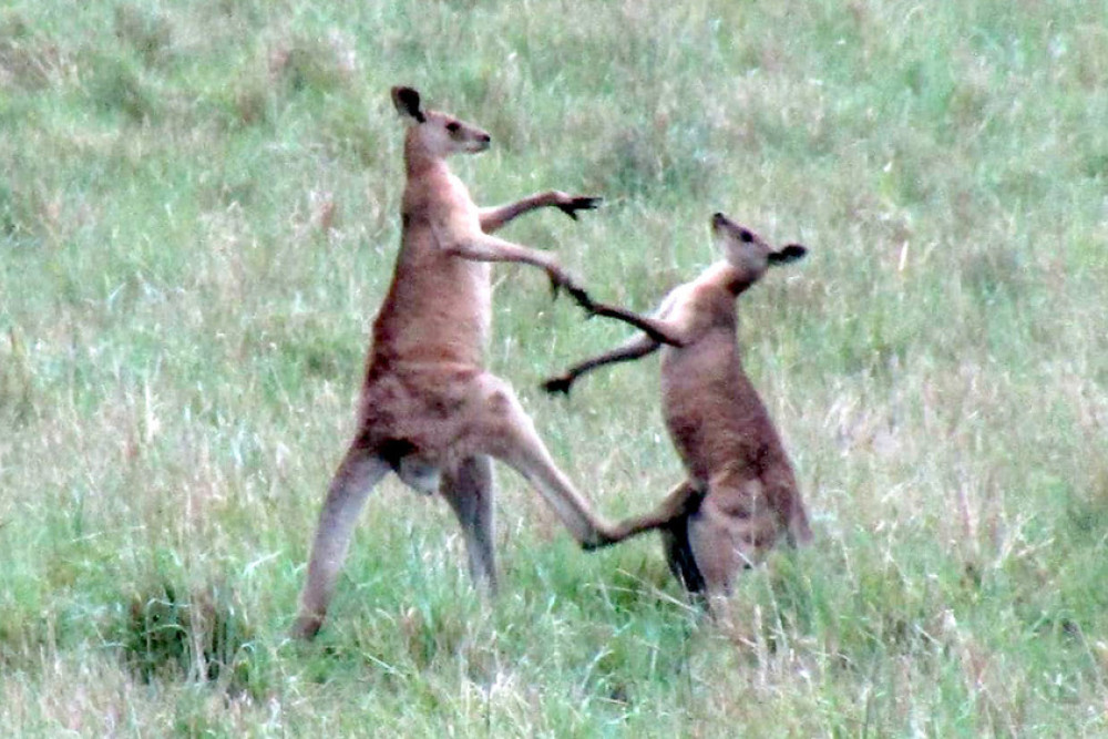 The ring was a paddock for these two marsupials.