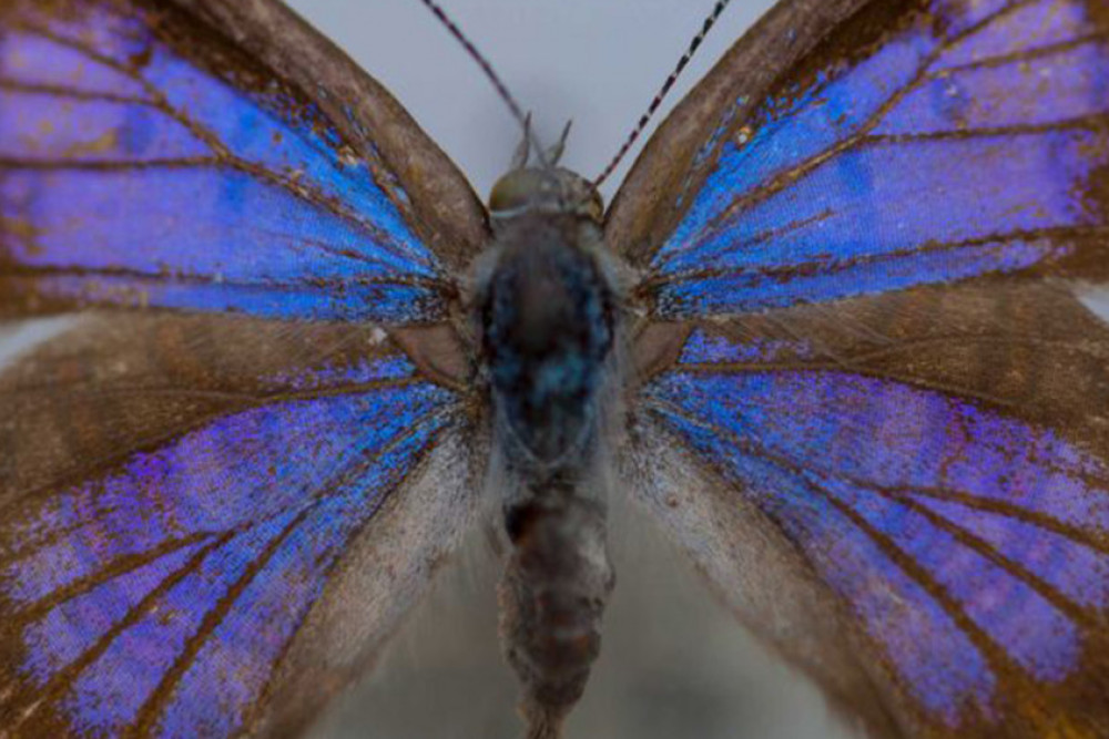 A female Bulloak Jewel Butterfly.