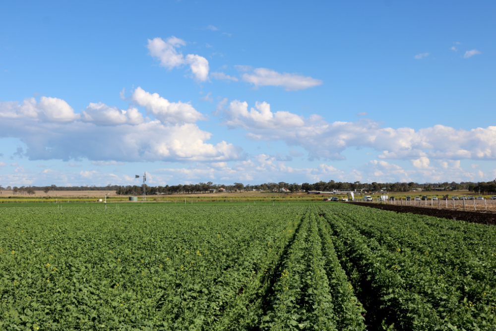 Record canola spurs another wonder winter crop - feature photo