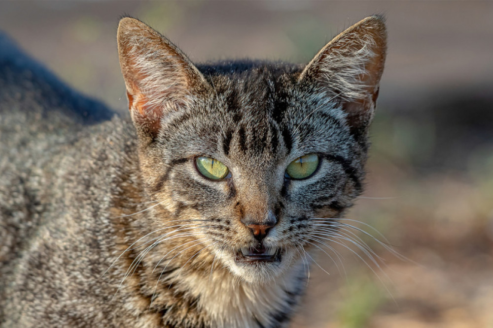 Managing Domestic And Feral Cats - feature photo