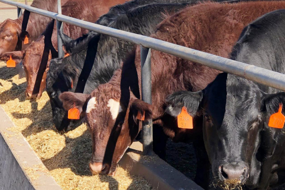 Cattle from across Queensland and New South Wales travelled to Beef City for judging in the Paddock to Palate Competition.