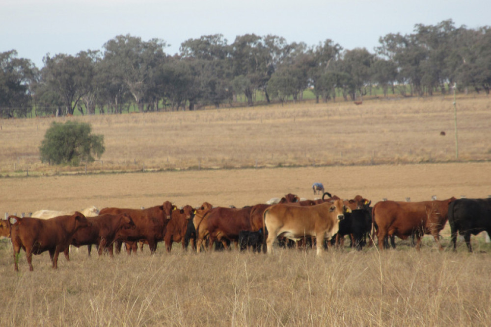 Our region is known for producing top quality beef cattle.