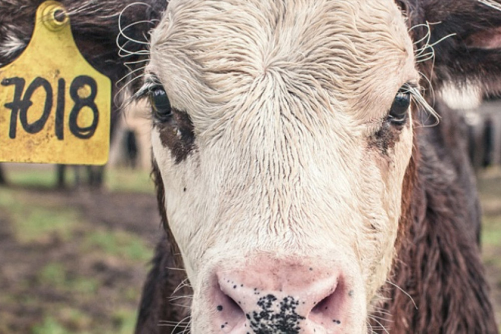 Darling Downs Vets warn of cattle worms - feature photo