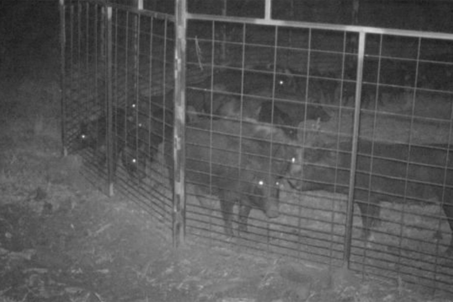 Traps loaned from Clifton Landcare are working very well at catching feral pigs.