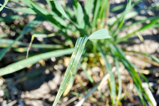 Diseases on the ‘watch list’ in cereal crops this season include yellow leaf spot in wheat (pictured), stripe and leaf rust in wheat, powdery mildew in wheat, and net blotches in barley. Photo: Julie Monroe