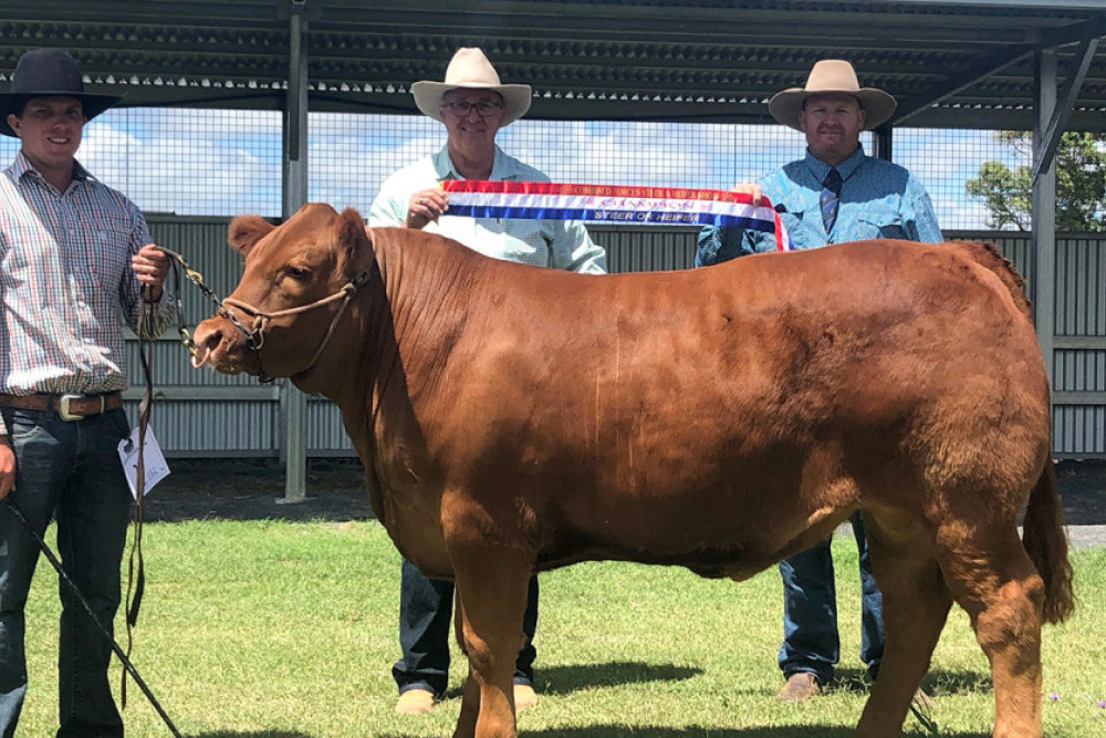 Glen Whitton from Riverina Stock Feeds with the Champion Led Steer - “Rambo” entered by Matthew and Ben O’Dywer.