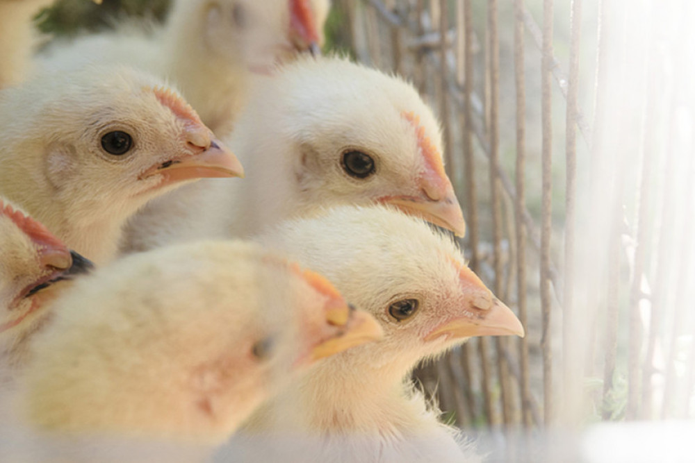 Improvements To Poultry Welfare In Australia - feature photo