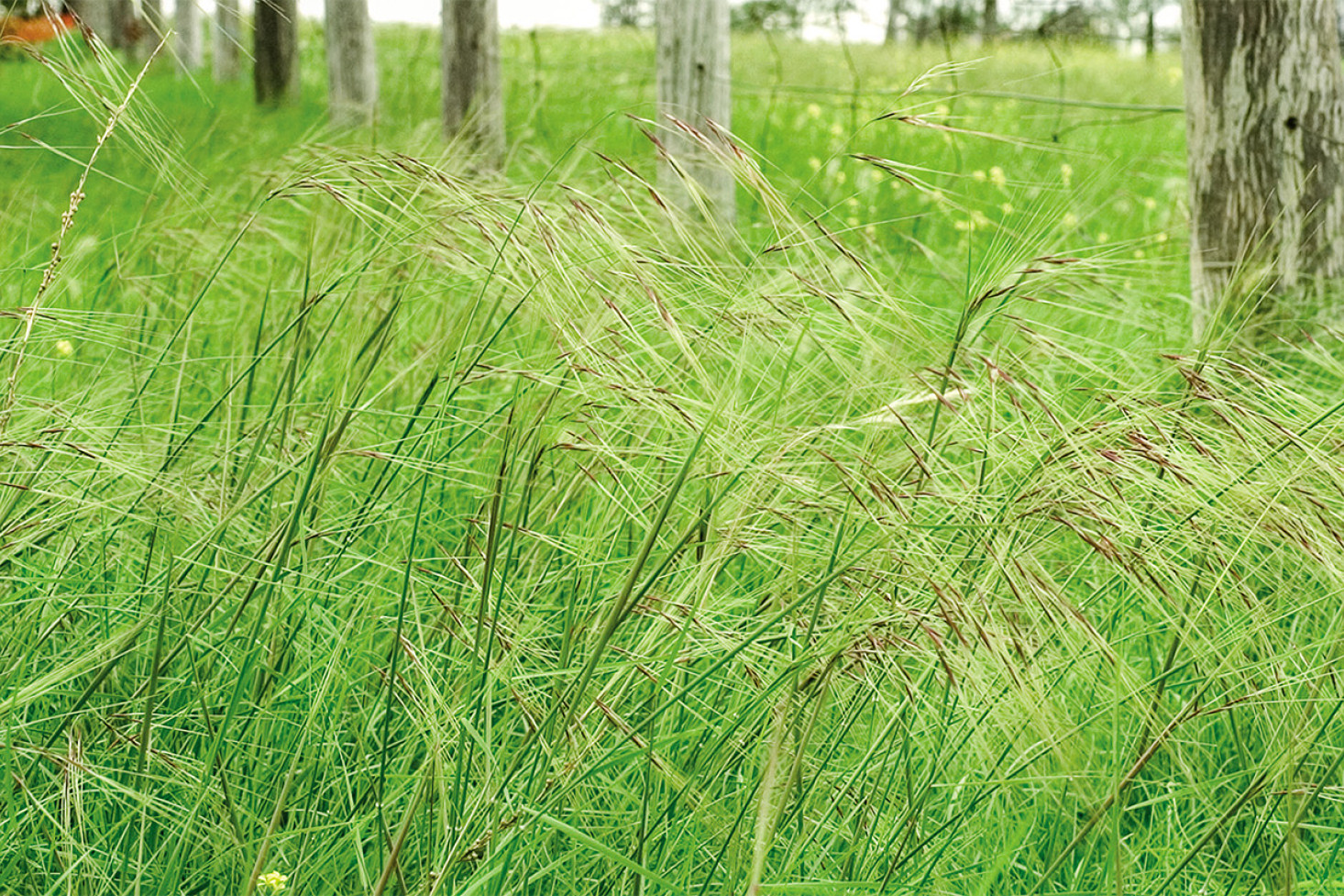 The Chilean needle grass seed has a sharp, pointed tip; a long, bentawn or tail; and a distinctive red crown or corona where the seed joins the awn. Photo, Queensland Government