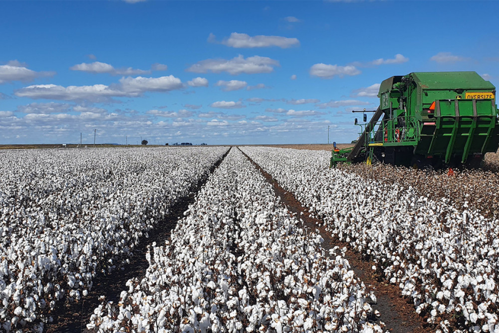 Cotton crops at Nangwee last year.