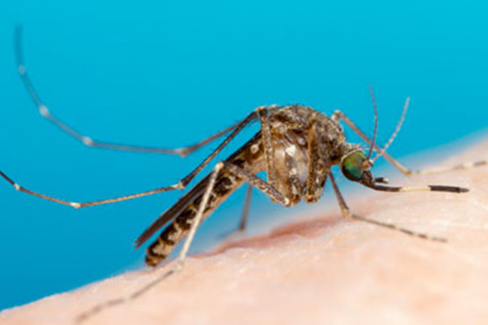 Although it may be small, the Common banded mosquito (Culex annulirostris) can cause a lot of damage. Photo, Stephen L. Doggett