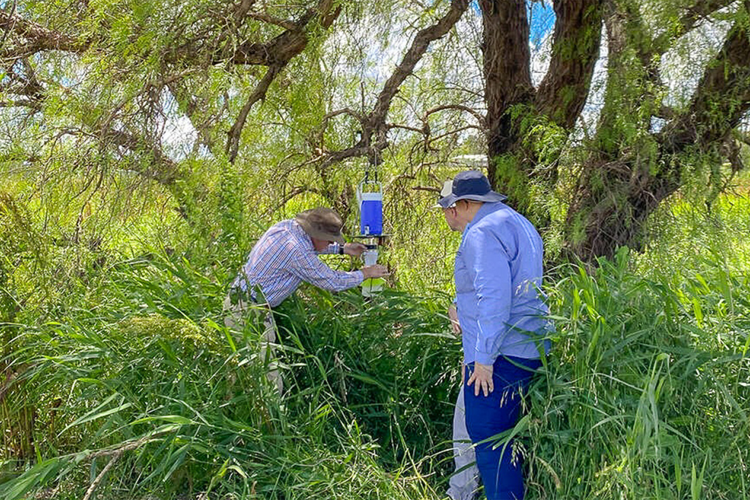 Darling Downs Health staff inspecting a mosquito trap.