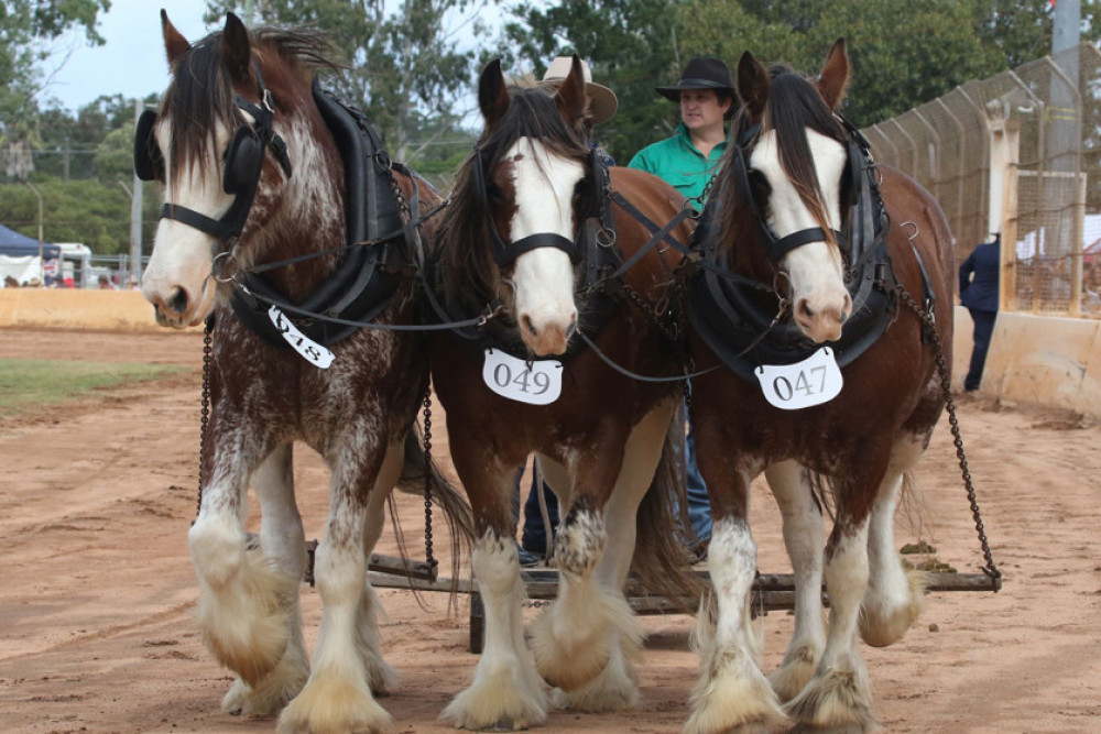 The inaugural Darling Downs Heavy Horse Festival is locked in for the 12th and 13th March at the Allora Showgrounds. Pictured are Clysedales from the Coolibah Ridge Horse Stud at Gowrie Junction. Photo courtesy Katy Driver.