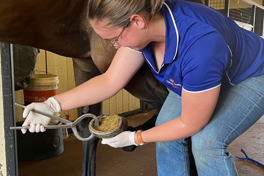 Wet weather sees increase in hoof abscesses - feature photo