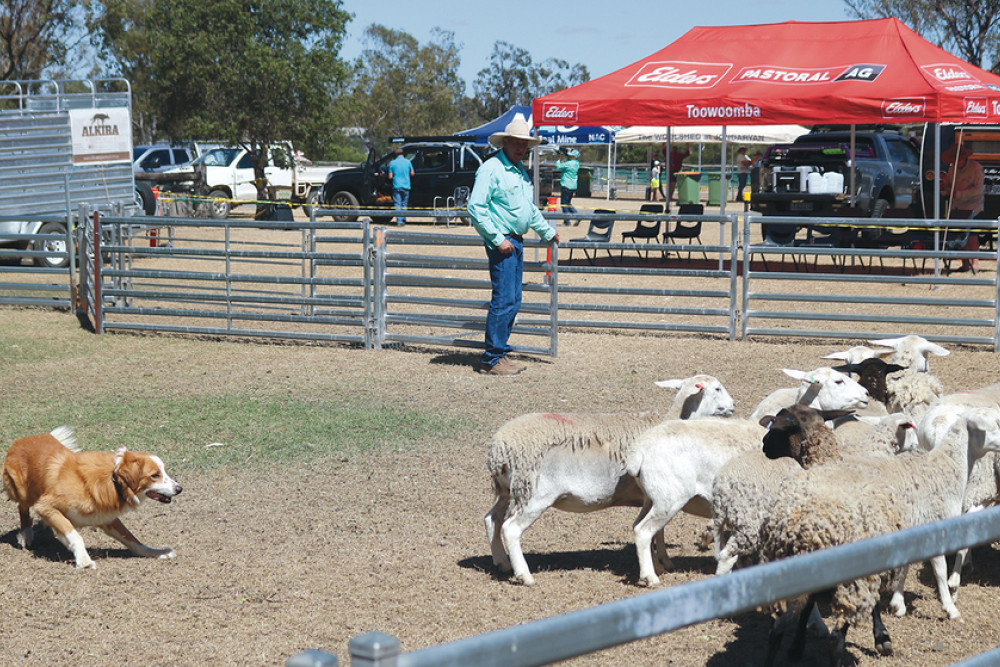 ABOVE: A working dog gets to work coralling sheep at the Jondaryan Woolshed.