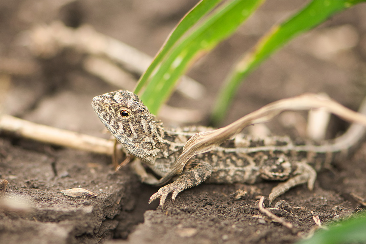 A sub adult Condamine earless dragon (Tympanocryptis condaminensis). Photo, Emilee Thomson