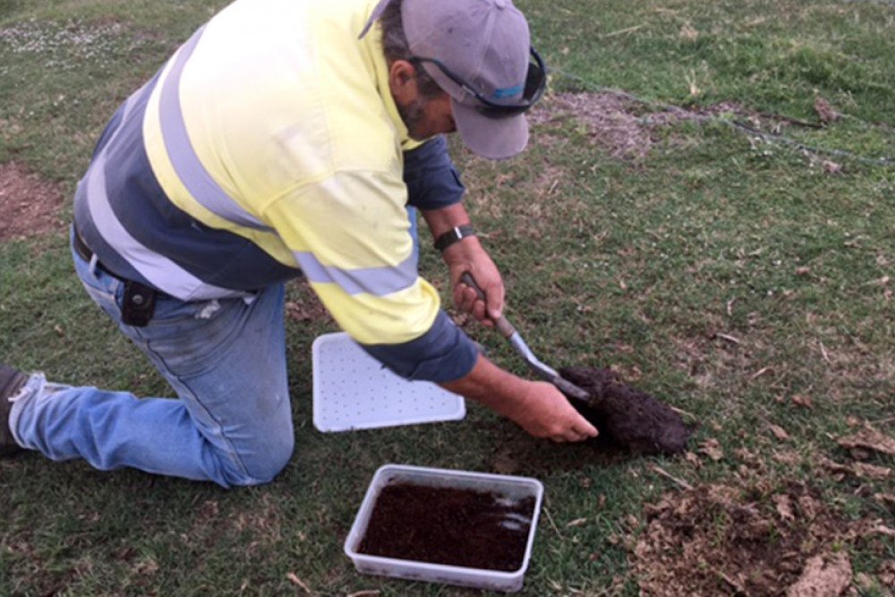 Simon Gore releasing dung beetles.