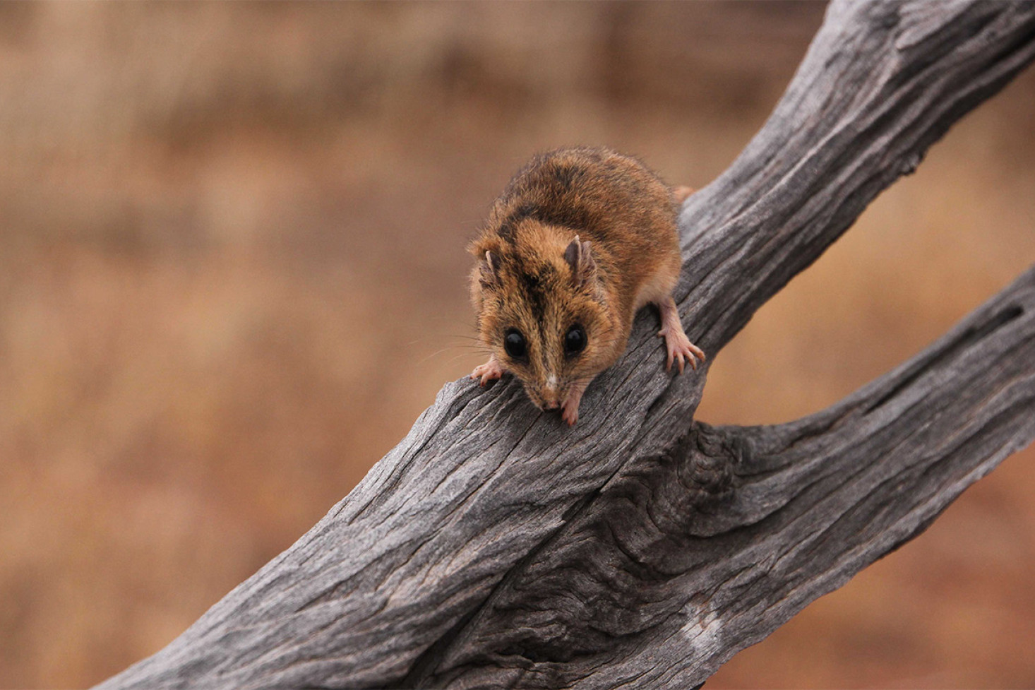 The use of 1080 can help preserve native species that are the prey of feral cats and foxes such as the Dunnart, which can be found across much of Australia including on the Darling Downs. Photo, Gillian Basnett