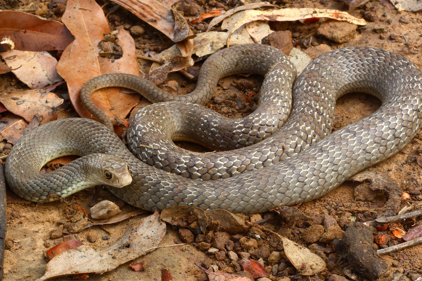 Eastern brown snakes are highly venomous. Photo, Steve K. Wilson