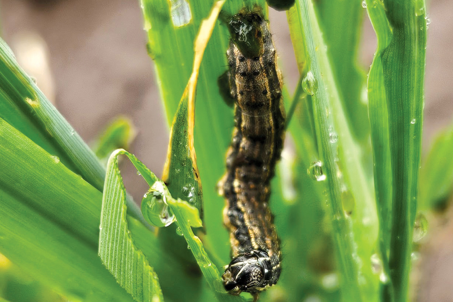 Fall armyworm causing substantial damage in oats. Photo, Trevor Volp