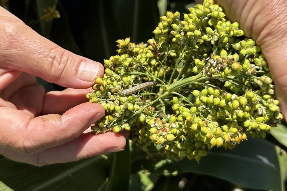 Fall armyworm (FAW) can be commonly mistaken for Helicoverpa (previously known as heliothis). FAW larvae (right) are typically slightly darker and less active than Helicoverpa larvae (left). Image: GRDC