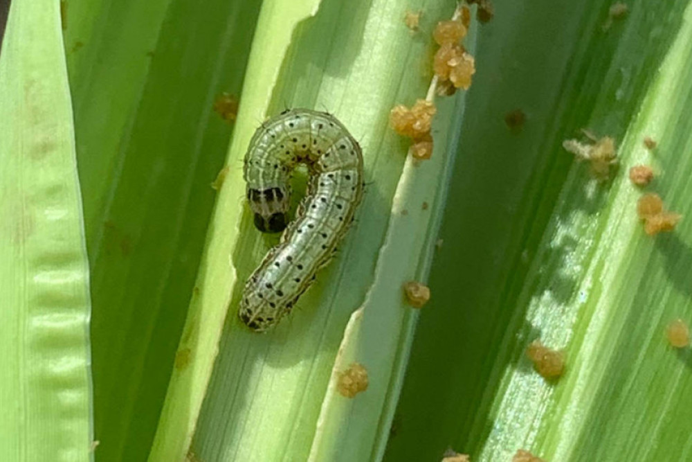 A large fall armyworm in a whorl. Photo, Melina Miles, Queensland Government