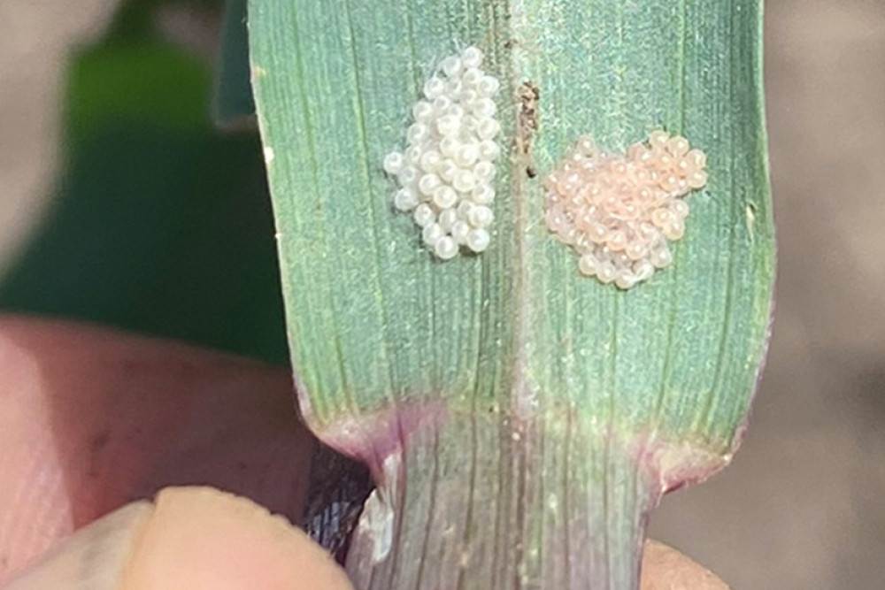 FAW egg masses are often laid on the underside towards the base of lower leaves.