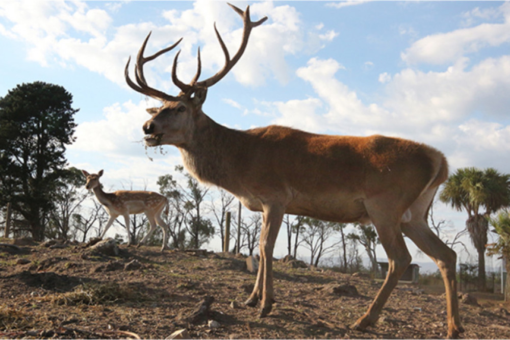 Have your say on feral deer strategy - feature photo