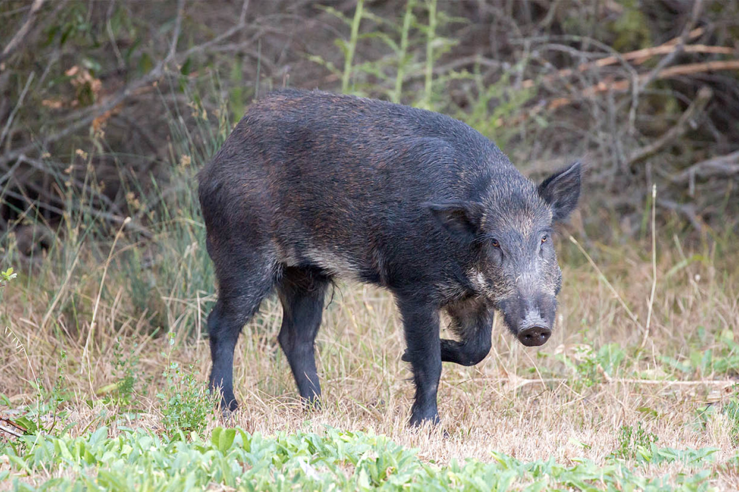 Feral Pig Action Plan Meeting to be held - feature photo