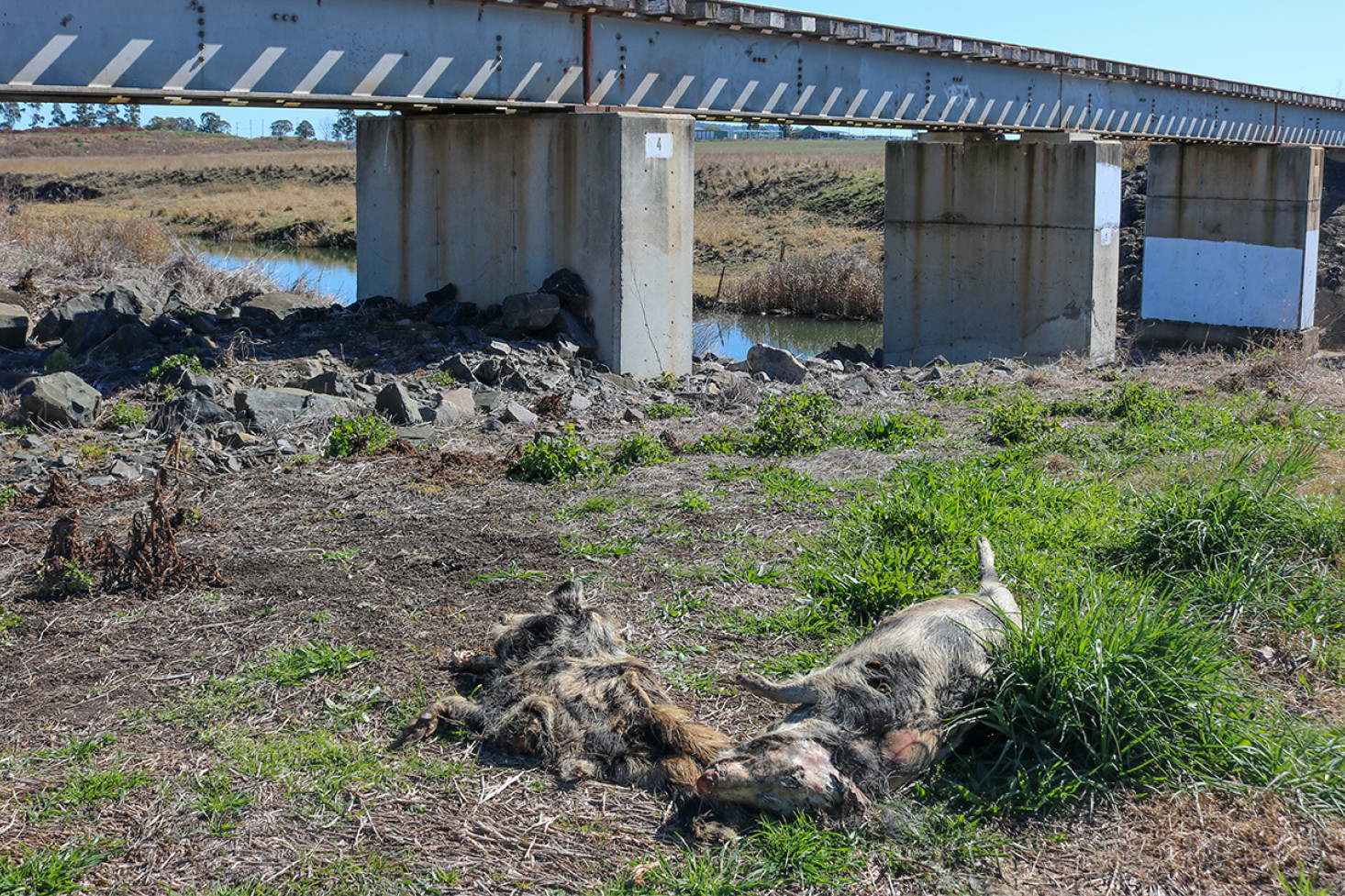 Two deceased feral pigs off Shannon Road, just south of Clifton township. Nearby landholders moved one of the carcasses from Spring Creek.