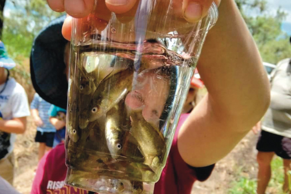 Another fingerling release at Oakey Creek - feature photo